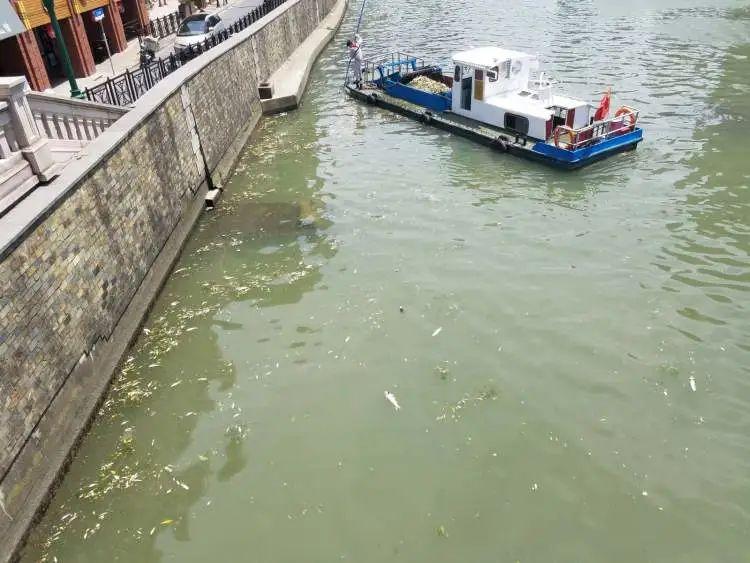 放生成杀生 上海苏州河频现死鱼